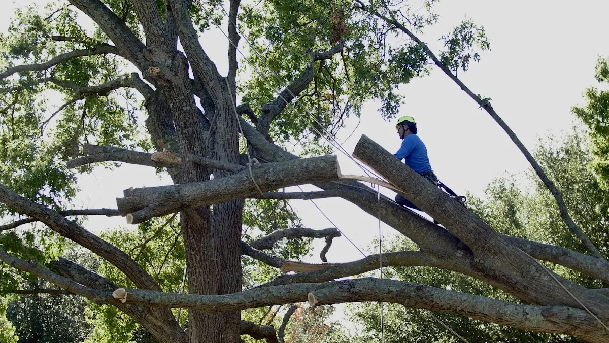 Professional Hazardous Tree Removal performed by certified arborists in Yorklyn